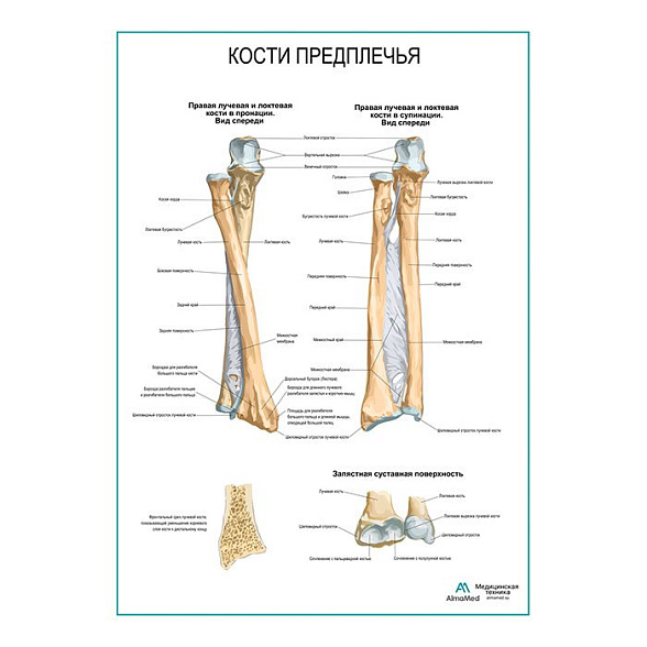 Кости предплечья плакат глянцевый А1+/А2+ (глянцевая фотобумага от 200 г/кв.м, размер A2+)
