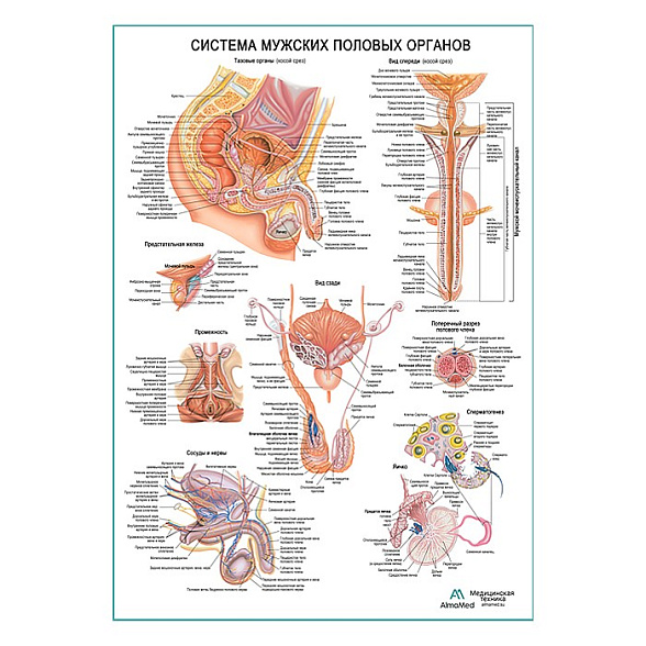 Система мужских половых органов, плакат глянцевый А1+/А2+ (глянцевая фотобумага от 200 г/кв.м, размер A2+)