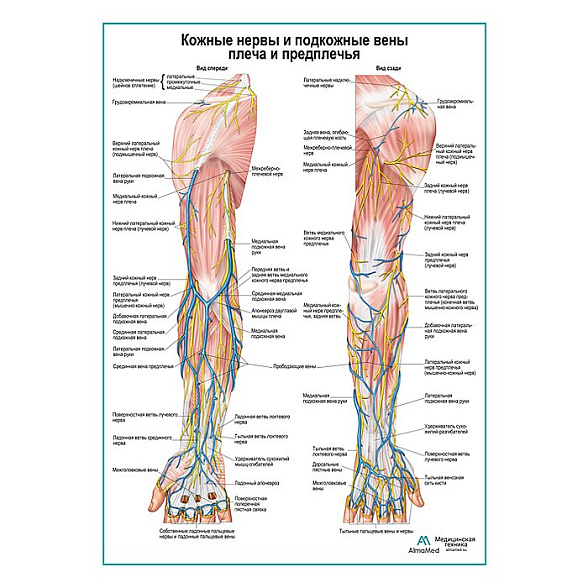 Кожные нервы и подкожные вены плеча и предплечья плакат А1+/А2+ (глянцевая фотобумага от 200 г/кв.м, размер A2+)