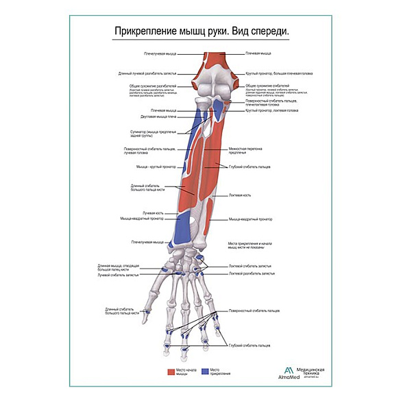 Прикрепление мышц руки. Вид спереди плакат глянцевый А1+/А2+ (глянцевая фотобумага от 200 г/кв.м, размер A2+)