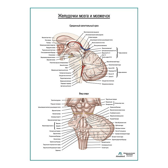 Желудочки мозга и мозжечок плакат глянцевый А1+/А2+ (глянцевая фотобумага от 200 г/кв.м, размер A2+)