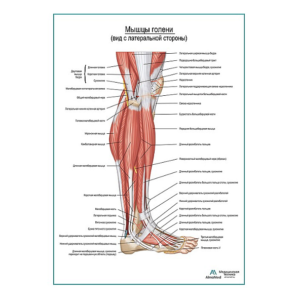 Мышцы голени и стопы, вид сбоку плакат глянцевый А1+/А2+ (глянцевая фотобумага от 200 г/кв.м, размер A2+)