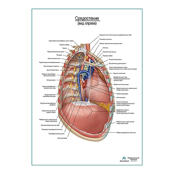 Средостение. Правый боковой вид плакат глянцевый А1+/А2+ (глянцевая фотобумага от 200 г/кв.м, размер A2+)