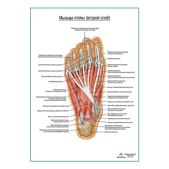Мышцы подошвенной поверхности стопы (второй слой) плакат глянцевый А1+/А2+ (глянцевый холст от 200 г/кв.м, размер A1+)