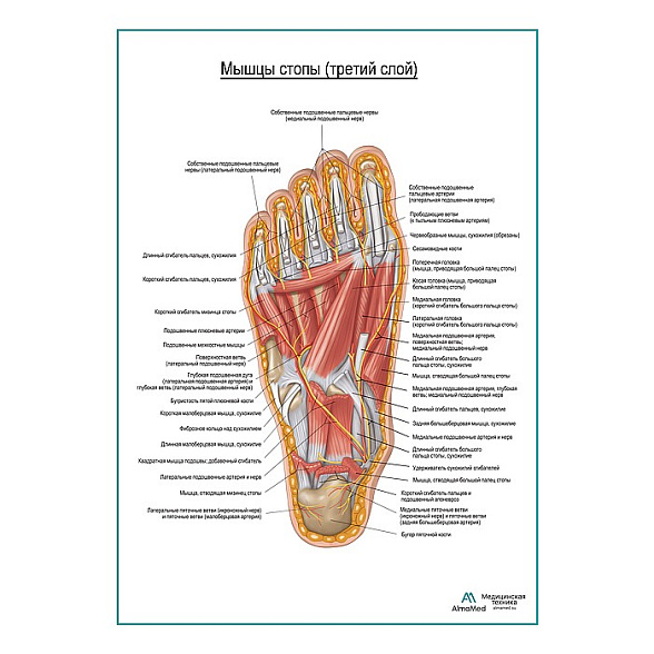 Мышцы подошвенной поверхности стопы (третий слой) плакат глянцевый А1+/А2+ (глянцевая фотобумага от 200 г/кв.м, размер A2+)