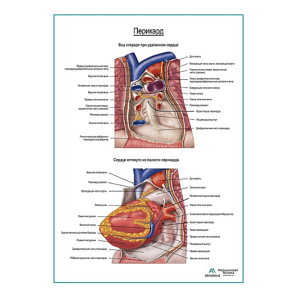 Перикард плакат глянцевый А1+/А2+ (глянцевая фотобумага от 200 г/кв.м, размер A2+)