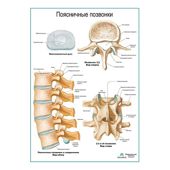 Поясничные позвонки плакат глянцевый А1+/А2+ (глянцевая фотобумага от 200 г/кв.м, размер A2+)