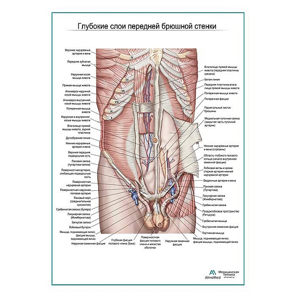 Мышцы живота. Глубокие слои. Вид спереди плакат глянцевый А1+/А2+ (глянцевая фотобумага от 200 г/кв.м, размер A1+)