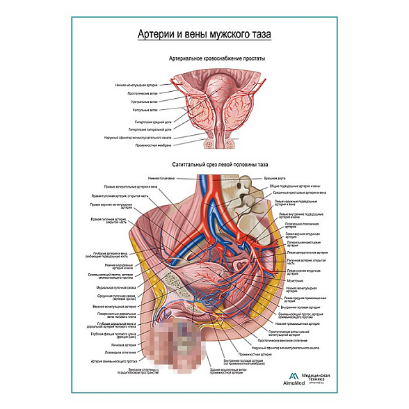 Артерии и вены мужского таза плакат глянцевый А1+/А2+ (глянцевая фотобумага от 200 г/кв.м, размер A2+)