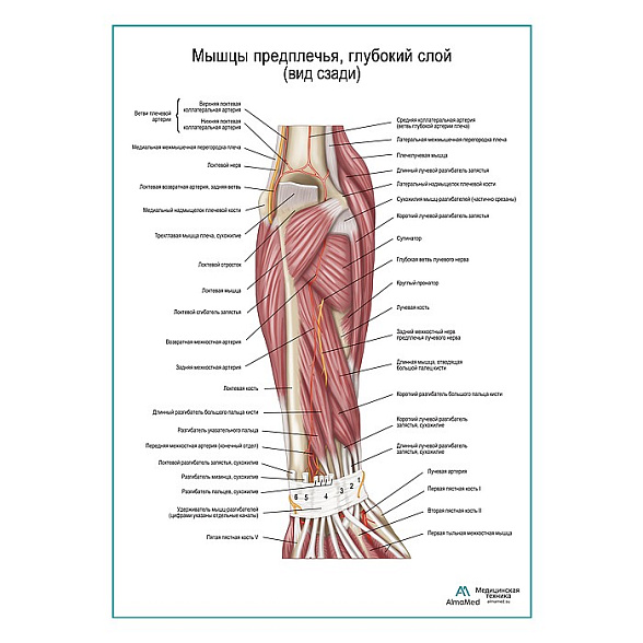 Мышцы предплечья, глубокий слой вид сзади плакат глянцевый А1+/А2+ (глянцевая фотобумага от 200 г/кв.м, размер A2+)