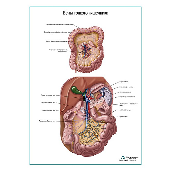 Вены тонкого кишечника плакат глянцевый  А1+/А2+ (глянцевая фотобумага от 200 г/кв.м, размер A2+)