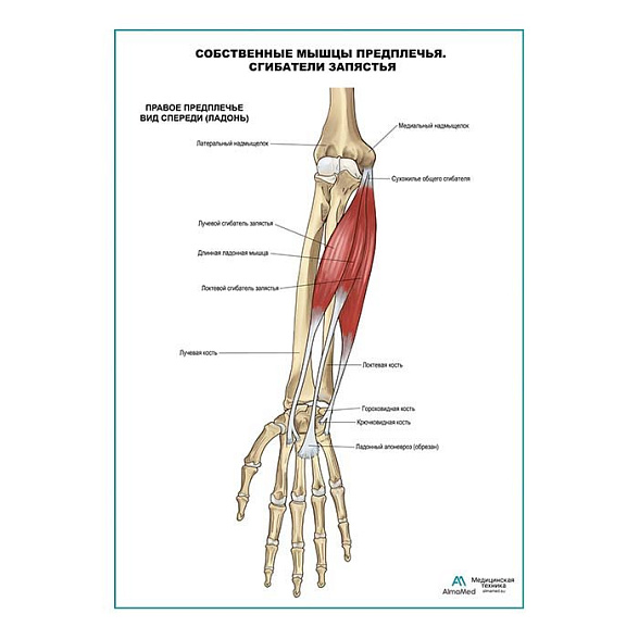 Сгибатели запястья плакат глянцевый А1+/А2+ (глянцевая фотобумага от 200 г/кв.м, размер A2+)