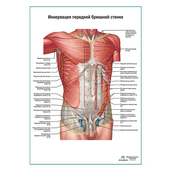 Нервы передней брюшной стенки плакат глянцевый А1+/А2+ (матовый холст от 200 г/кв.м, размер A1+)