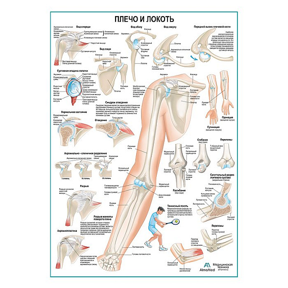 Плечо и локоть, плакат глянцевый А1+/А2+ (глянцевая фотобумага от 200 г/кв.м, размер A2+)