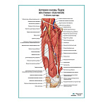 Артерии и нервы бедра: вид спереди (глубокие структуры) плакат глянцевый А1+/А2+  (глянцевая фотобумага от 200 г/кв.м, размер A2+)