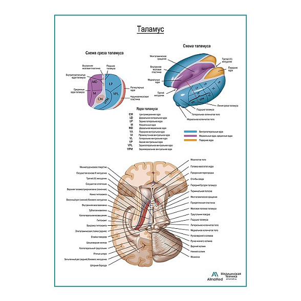 Таламус плакат глянцевый А1+/А2+ (глянцевая фотобумага от 200 г/кв.м, размер A2+)