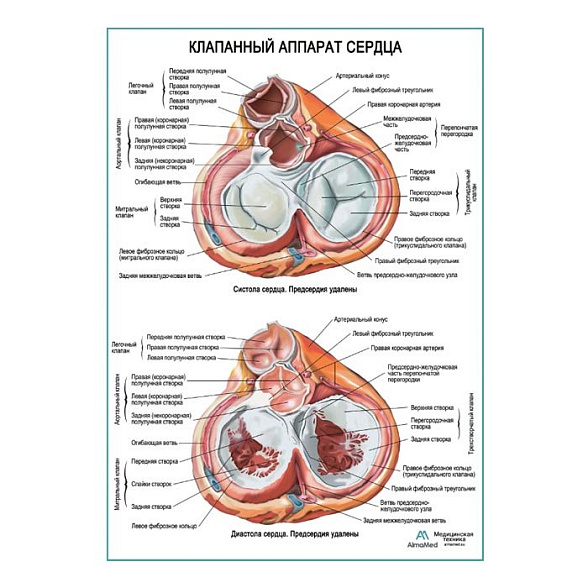Клапанный аппарат сердца плакат глянцевый А1+/А2+ (глянцевая фотобумага от 200 г/кв.м, размер A2+)