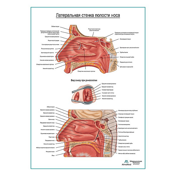 Носовая полость, боковая стенка, плакат глянцевый А1+/А2+ (глянцевая фотобумага от 200 г/кв.м, размер A2+)