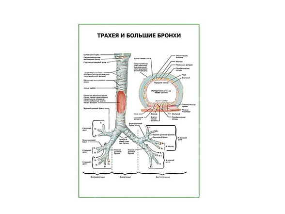 OLD Трахея и большие бронхи плакат глянцевый А1/А2 (глянцевый A2)