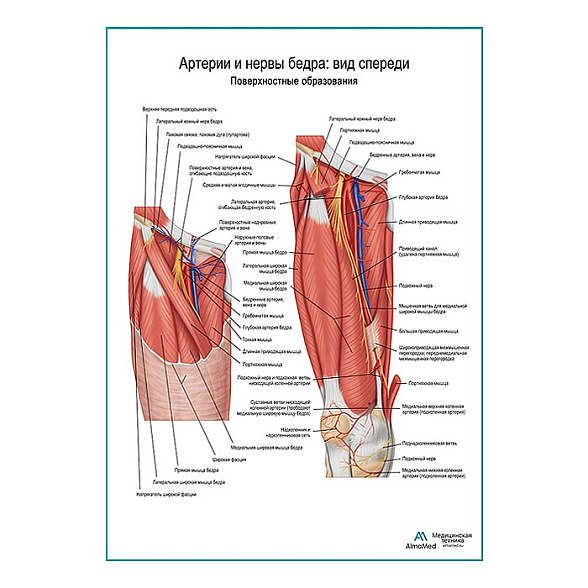 Артерии и нервы бедра: вид спереди (поверхностные структуры) плакат глянцевый А1+/А2+ (глянцевый холст от 200 г/кв.м, размер A1+)