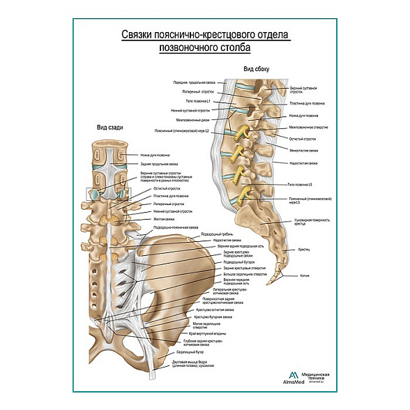 Связки пояснично-крестцового отдела плакат глянцевый А1+/А2+ (глянцевая фотобумага от 200 г/кв.м, размер A2+)