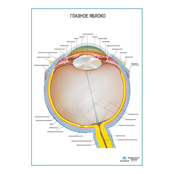 Глазное яблоко плакат глянцевый А1+/А2+ (глянцевая фотобумага от 200 г/кв.м, размер A2+)
