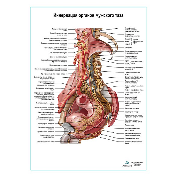 Нервы брюшной полости и таза мужчины плакат глянцевый А1+/А2+ (глянцевая фотобумага от 200 г/кв.м, размер A2+)