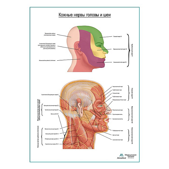 Нервы головы и шеи плакат глянцевый А1+/А2+ (глянцевая фотобумага от 200 г/кв.м, размер A2+)