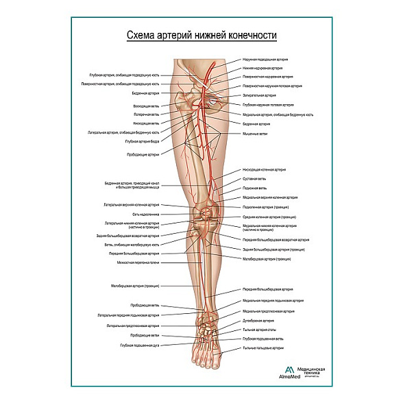 Артерии нижней конечности плакат глянцевый А1+/А2+ (глянцевая фотобумага от 200 г/кв.м, размер A2+)