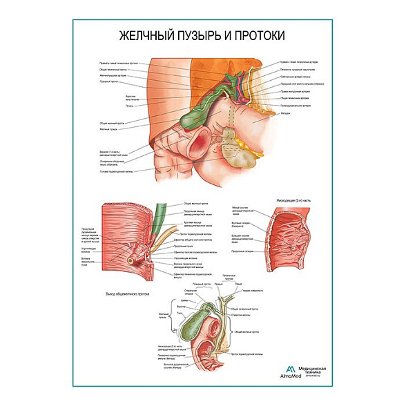 Желчный пузырь и протоки плакат глянцевый  А1+/А2+ (глянцевая фотобумага от 200 г/кв.м, размер A2+)