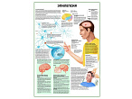OLD Эпилепсия плакат глянцевый А1/А2 (глянцевый A2)