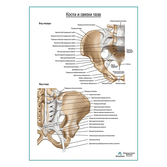 Кости и связки таза плакат глянцевый А1+/А2+ (глянцевая фотобумага от 200 г/кв.м, размер A2+)