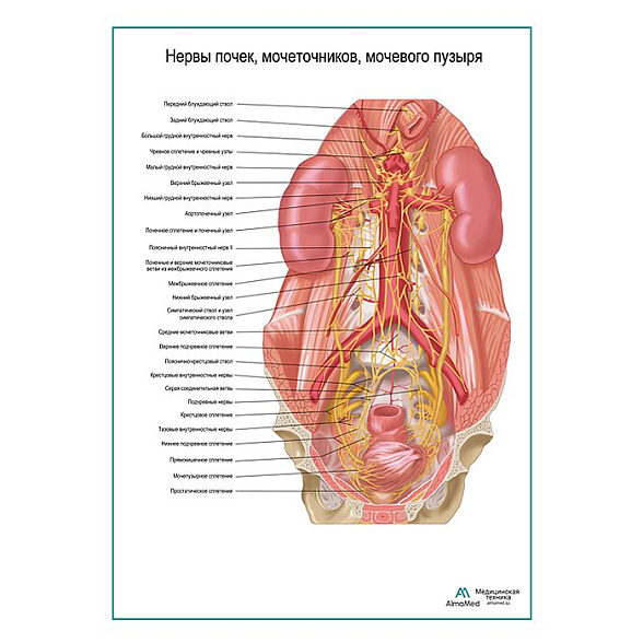 Нервы почек, мочеточников, мочевого пузыря плакат глянцевый А1+/А2+ (глянцевая фотобумага от 200 г/кв.м, размер A2+)