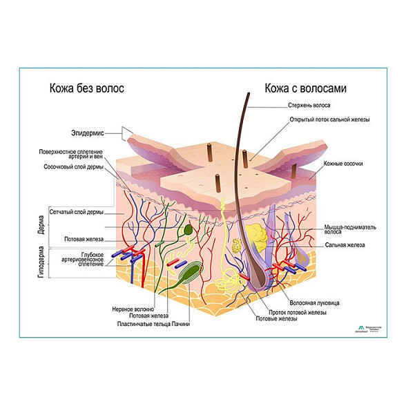 Строение кожи и волос, плакат глянцевый  А1+/А2+ ( глянцевая фотобумага от 200 г/кв.м, размер A2+)
