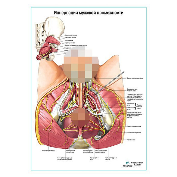 Нервы мужской промежности плакат глянцевый А1+/А2+ (глянцевая фотобумага от 200 г/кв.м, размер A2+)