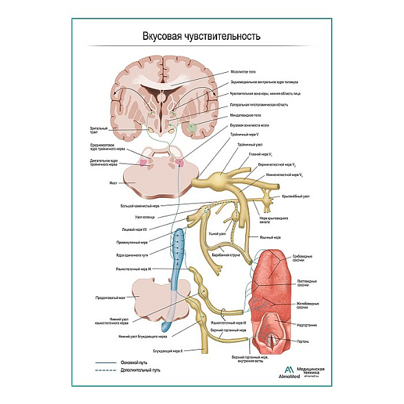 Нервы вкусовой чувствительности плакат глянцевый А1+/А2+ (глянцевая фотобумага от 200 г/кв.м, размер A2+)