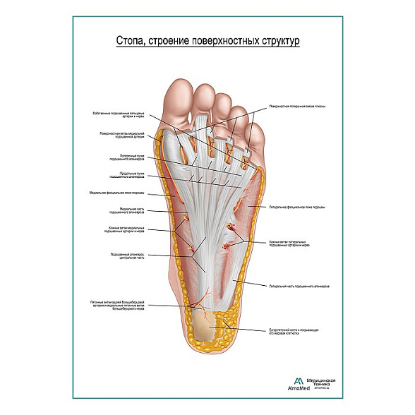 Стопа, строение поверхностного слоя плакат глянцевый А1+/А2+ (глянцевая фотобумага от 200 г/кв.м, размер A2+)
