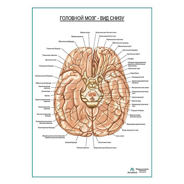 Головной мозг, вид снизу плакат глянцевый А1+/А2+ (глянцевая фотобумага от 200 г/кв.м, размер A2+)