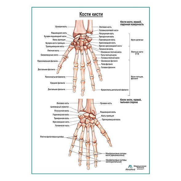 Кости кисти плакат глянцевый А1+/А2+ (глянцевая фотобумага от 200 г/кв.м, размер A2+)