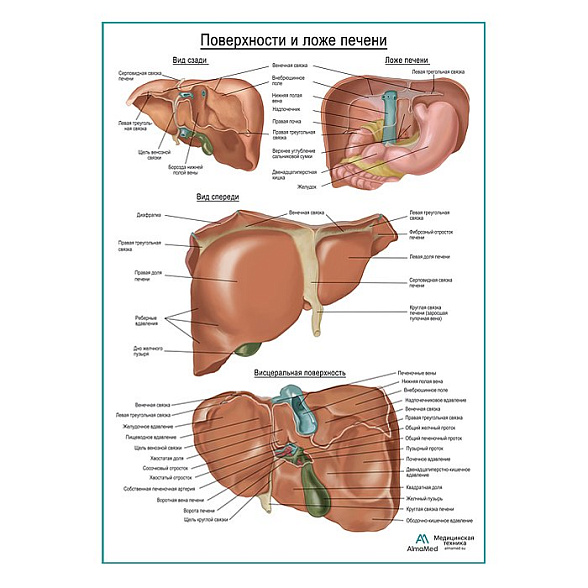 Поверхности и ложе печени плакат глянцевый  А1+/А2+ (глянцевая фотобумага от 200 г/кв.м, размер A2+)