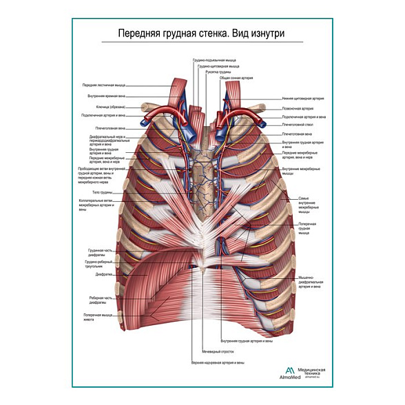 Передняя грудная стенка. Вид изнутри плакат глянцевый А1+/А2+ (глянцевая фотобумага от 200 г/кв.м, размер A2+)