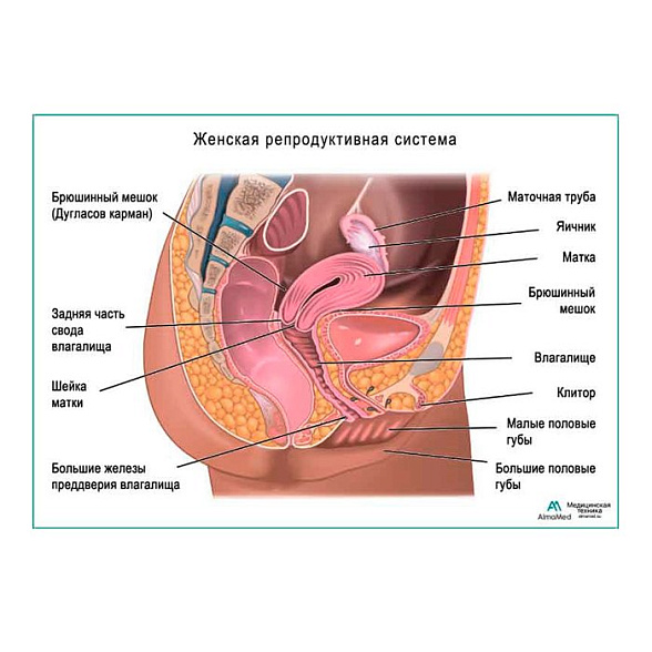 Женская репродуктивная система, плакат глянцевый А1+/А2+ (глянцевая фотобумага от 200 г/кв.м, размер A1+)