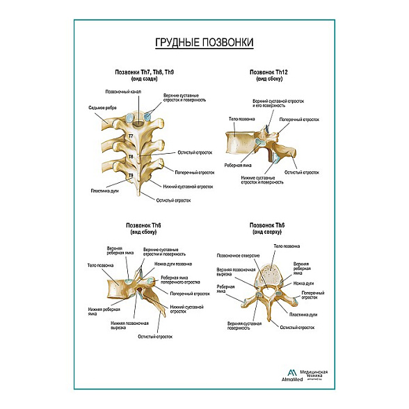Грудные позвонки плакат глянцевый А1+/А2+ (глянцевая фотобумага от 200 г/кв.м, размер A2+)