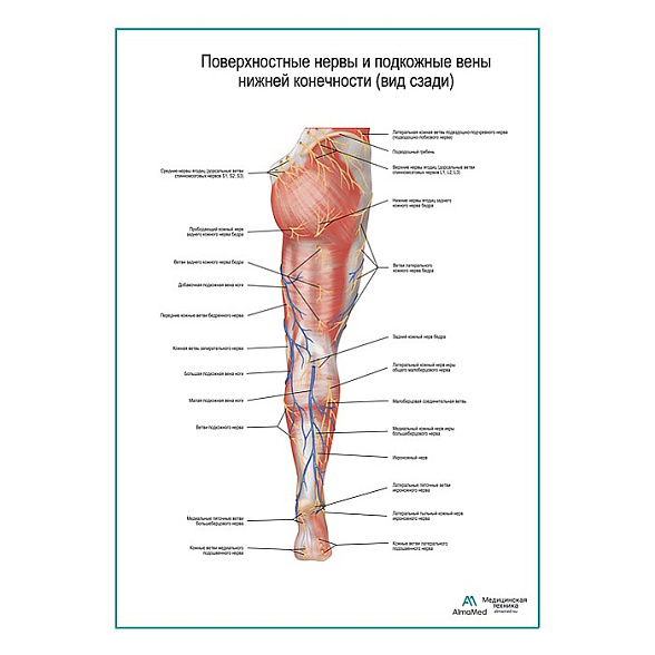 Поверхностные нервы и подкожные вены ноги: вид сзади плакат А1+/А2+ (глянцевая фотобумага от 200 г/кв.м, размер A2+)