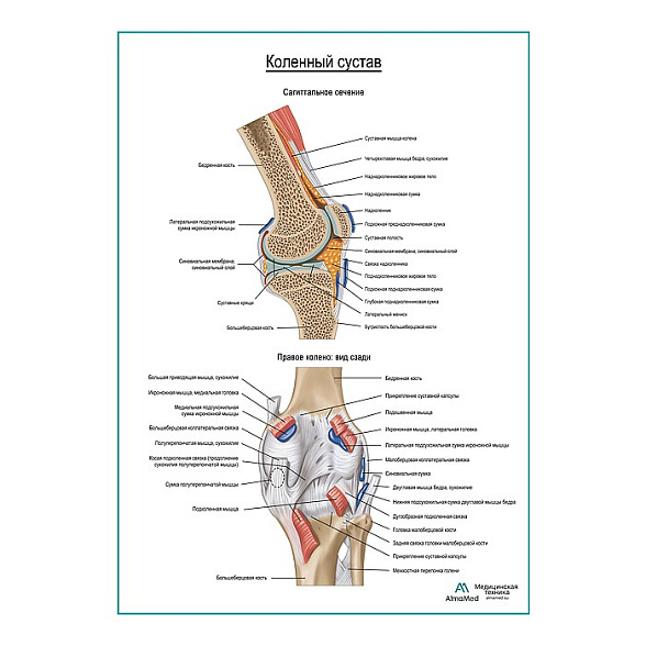 Коленный сустав и его связки плакат глянцевый А1+/А2+ (глянцевая фотобумага от 200 г/кв.м, размер A2+)