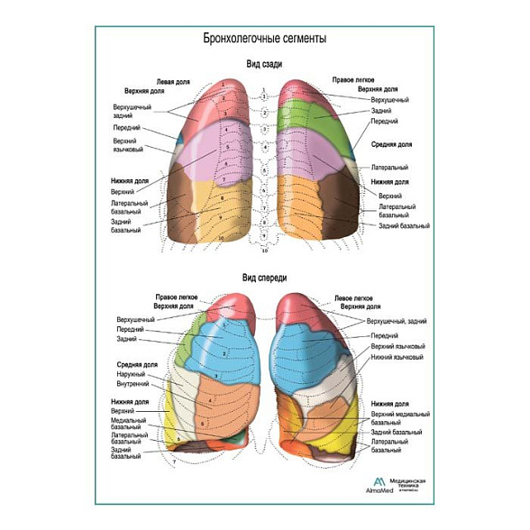 Бронхолегочные сегменты плакат глянцевый А1+/А2+ (глянцевая фотобумага от 200 г/кв.м, размер A2+)