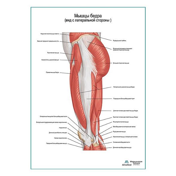 Мышцы бедра вид сбоку плакат глянцевый А1+/А2+ (глянцевая фотобумага от 200 г/кв.м, размер A2+)