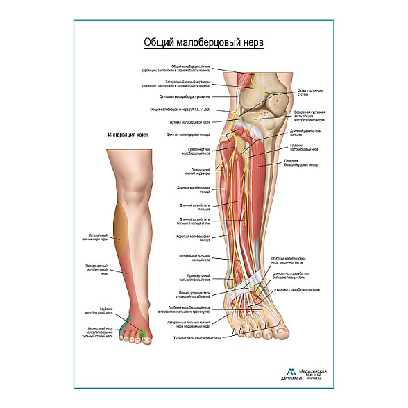Общий малоберцовый нерв плакат глянцевый А1+/А2+ (глянцевая фотобумага от 200 г/кв.м, размер A2+)