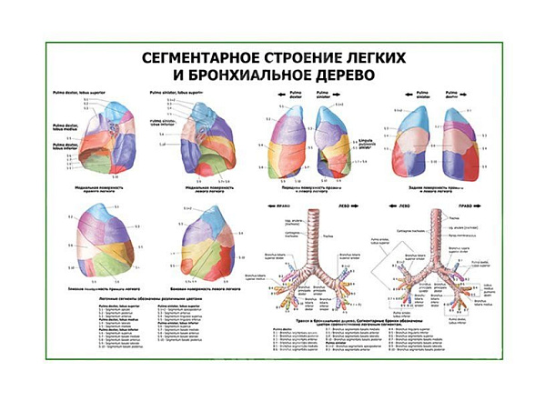 OLD Сегментарное строение легких и бронхиальное дерево плакат глянцевый А1/А2 (глянцевый A2)