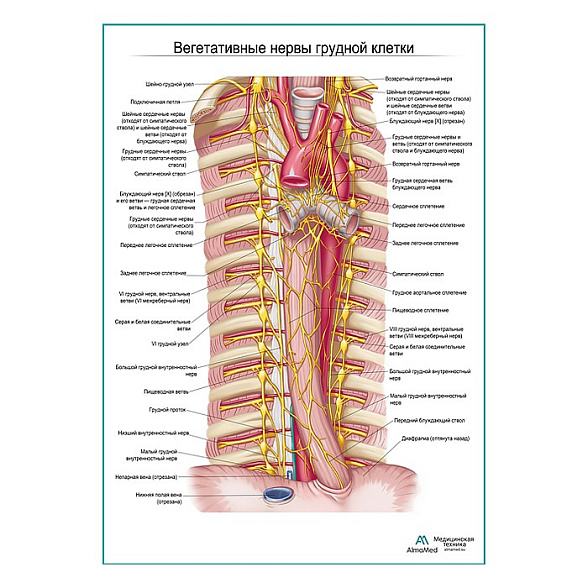 Автономные нервы грудной клетки плакат глянцевый А1+/А2+ (глянцевая фотобумага от 200 г/кв.м, размер A2+)